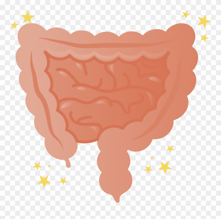To Improve Your Intestinal Environment, Digestion Is - Intestine Clipart