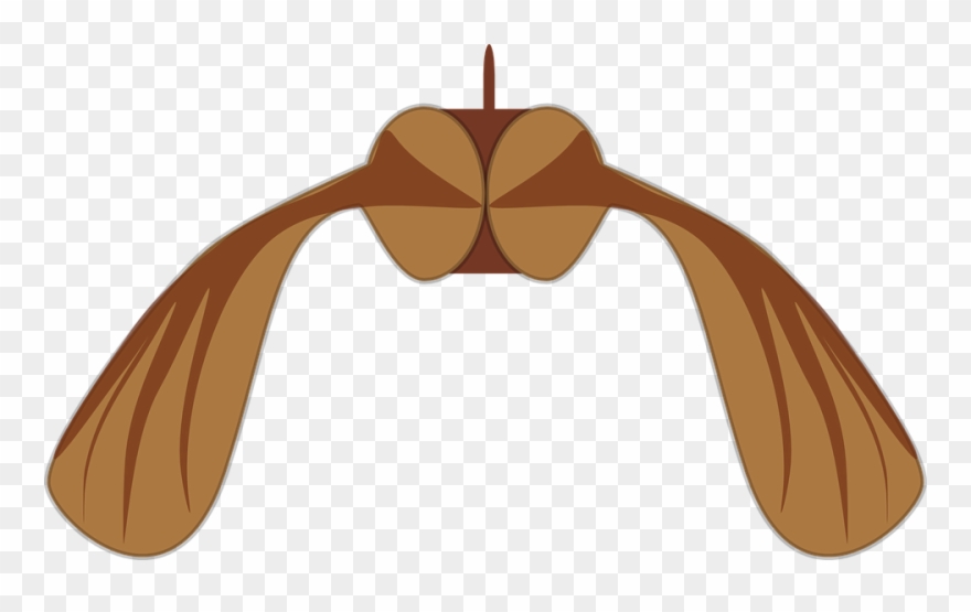 Free Vector Graphic Sycamore Seed Clipart Png Download 1959360 