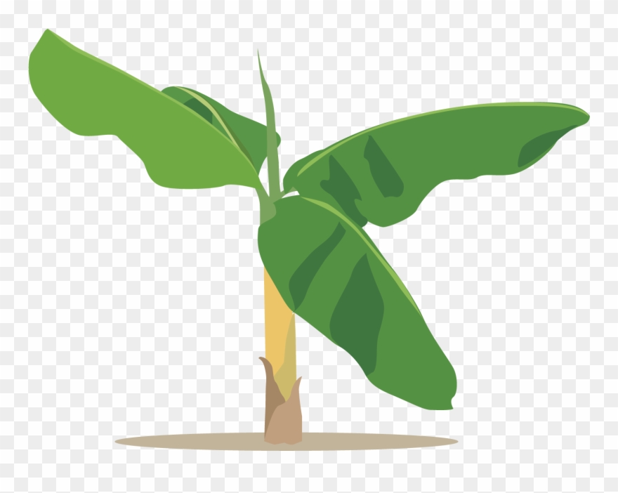 Lgallp Cacao, Sketches, Dibujo - Illustration Clipart