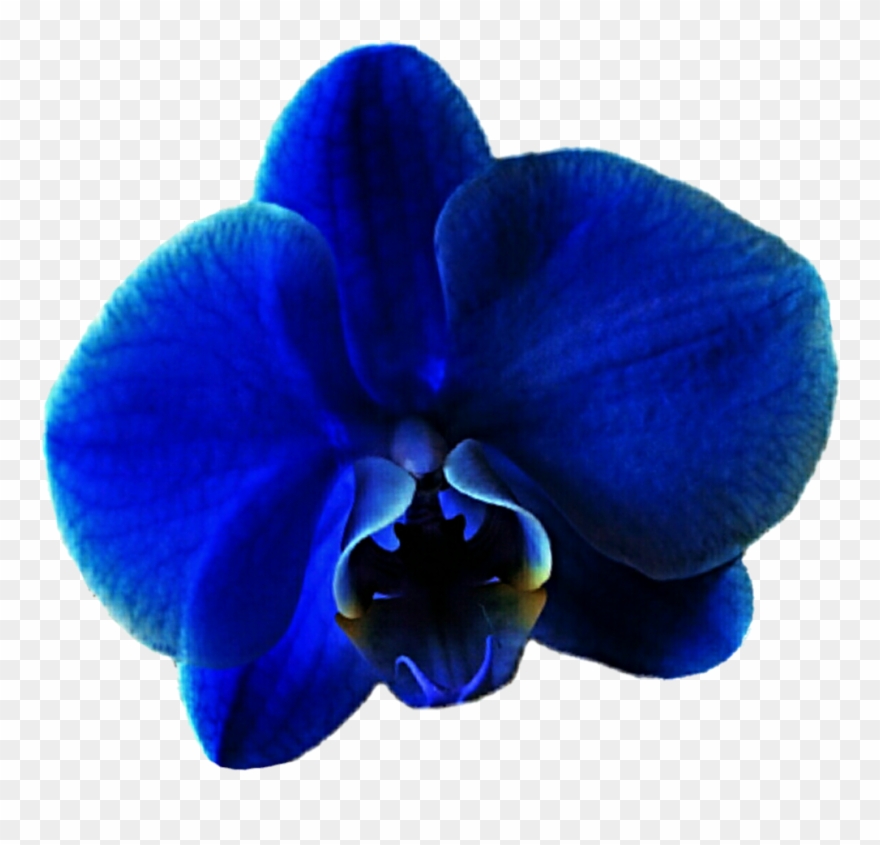 Clip Art Black And White Download Eletragesi Images - Clip Art - Png Download