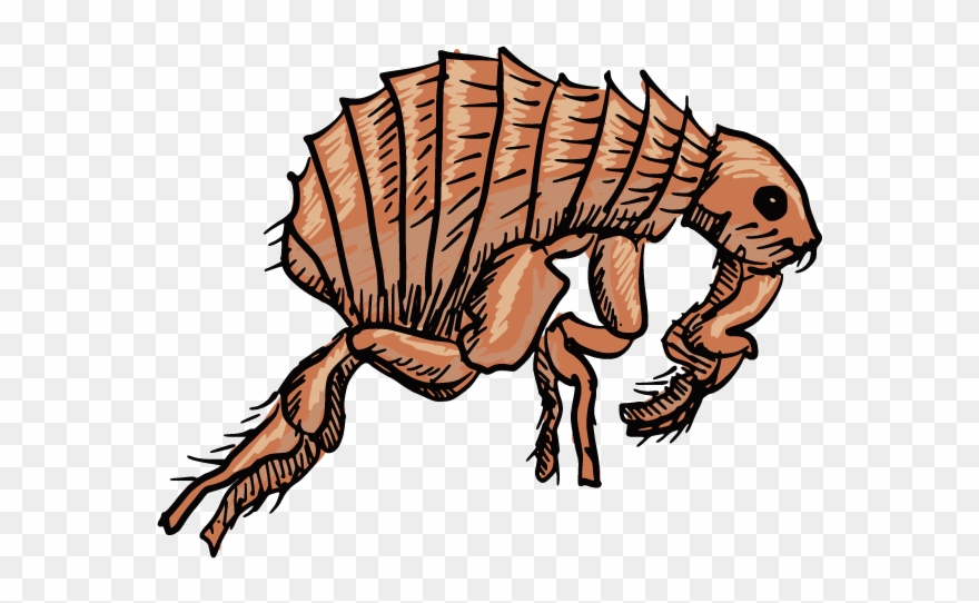 Black Death Insect Transprent Png - Clip Art Black Death Transparent Png