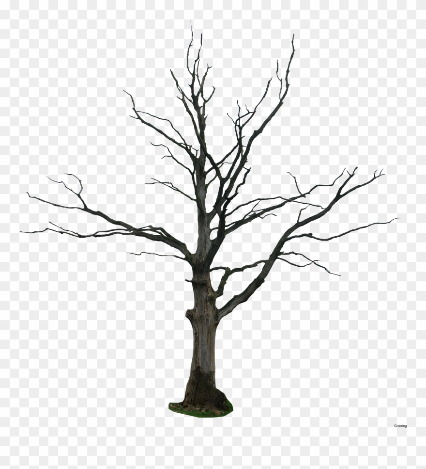 Dead Leaves Drawn Coloring Page, Printable Dead Leaves - Dead Tree Drawing Clipart