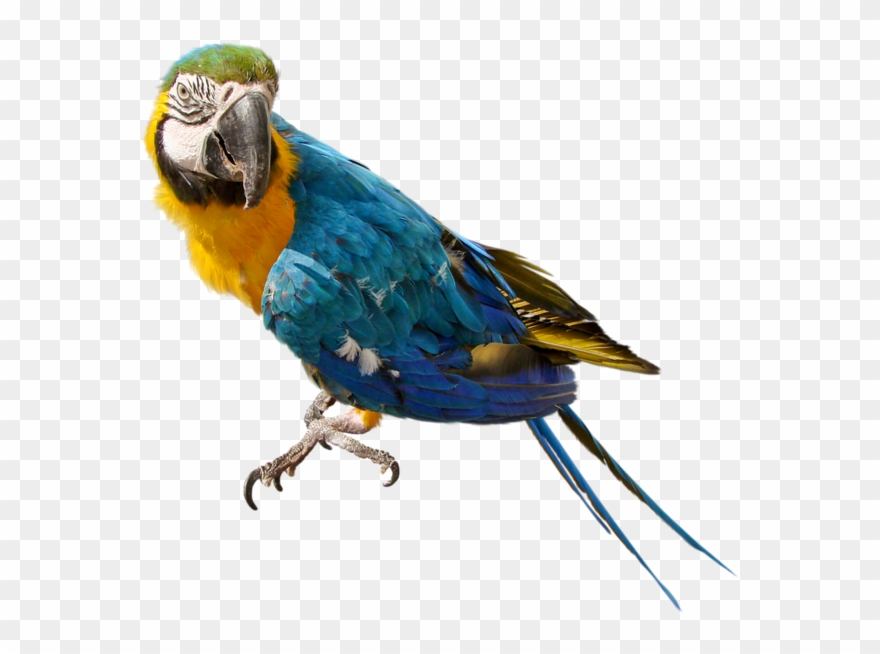 0, - Parrot Transparent Png Clipart