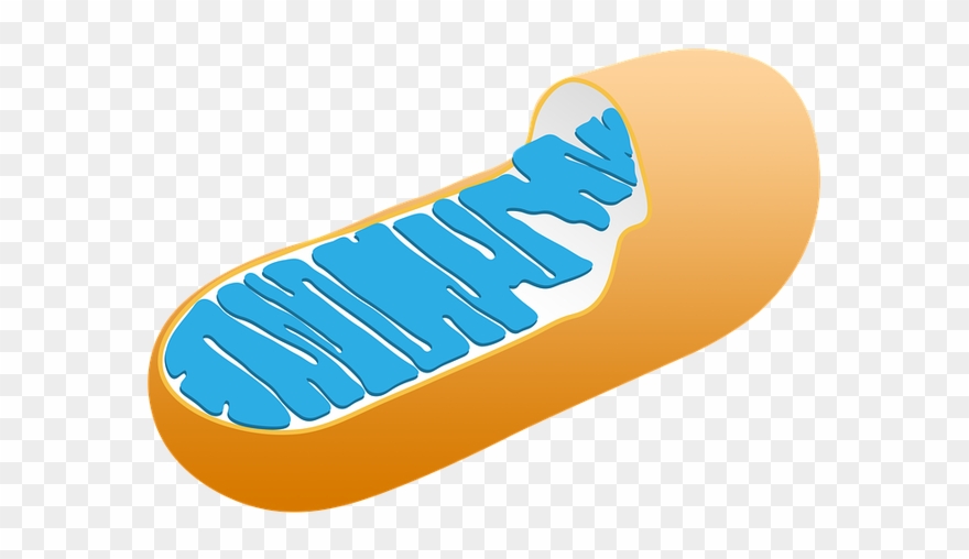 The Mitocondrias And The Cellular Respiration // Cycle Clipart