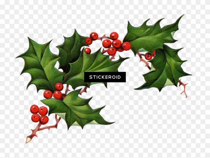 Christmas Elements - Real Christmas Holly Transparent Clipart