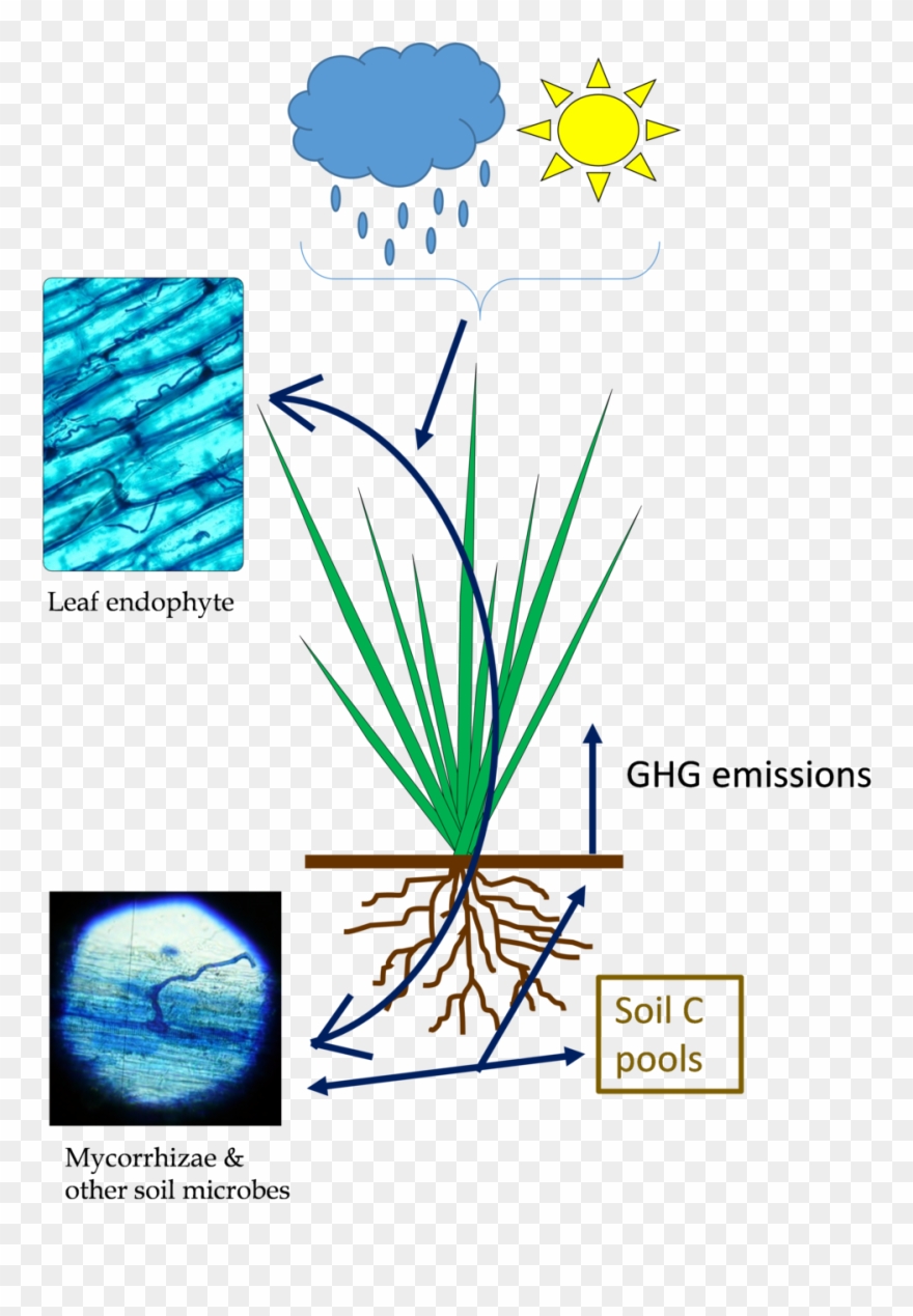 Effects Of A Fungal Endophyte Symbiosis On Managed - Neotyphodium Coenophialum Clipart