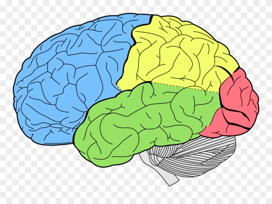 Moderny Mozog Comm Pass Smart Brain Rozvoj Mozgu 2 - Colores Del Cerebro Humano Clipart