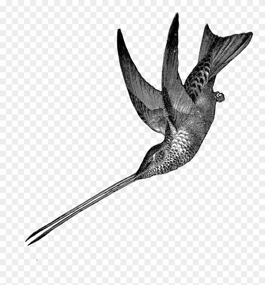 1881 Hummingbird Free Vintage Clip Art➢ Download Images - Fairy Teases Hummingbird Throw Blanket - Png Download