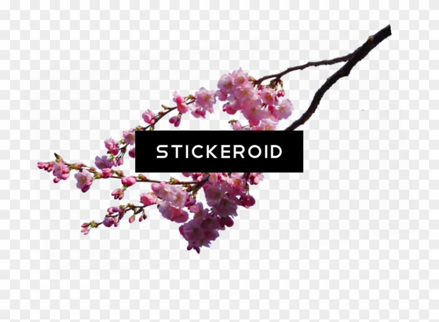 Cherry Blossom Flower - Cherry Blossom Clipart