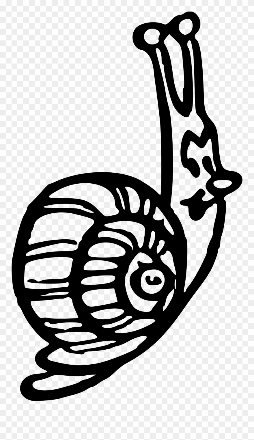 Big Image - White Garden Snail Clipart