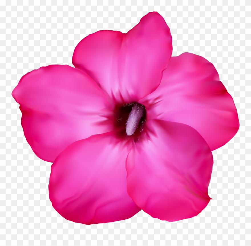 Flower Pink Clip Art Png Image - Desert Flower Png Transparent Png