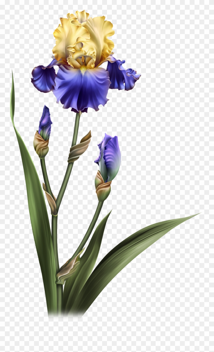 Iris Dreams Flower Pots, Potted Flowers, Iris, Clip - Transparent Background Moonbeam1212 Elements - Png Download
