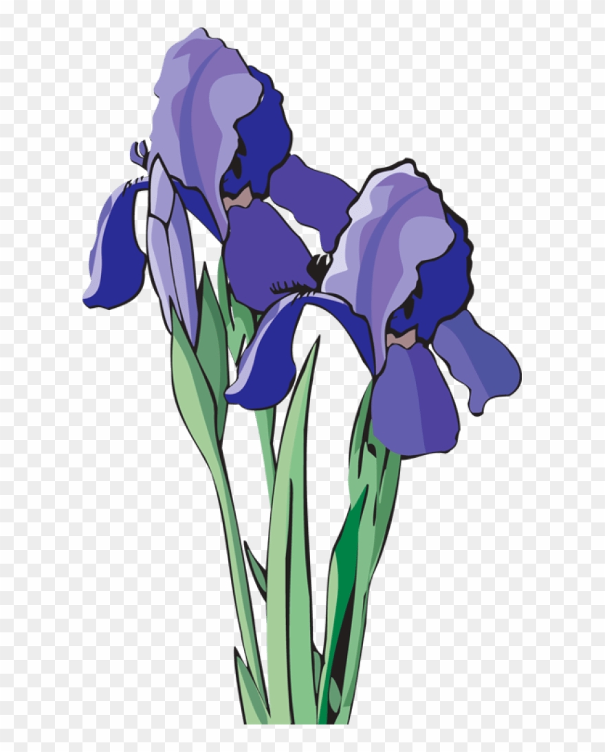 Iris Clipart - Png Download