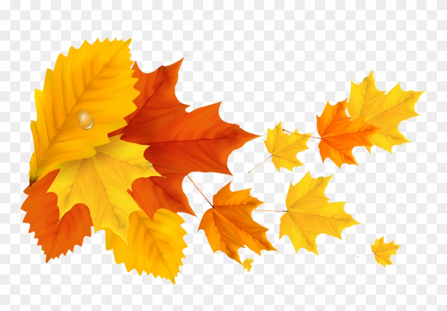 Yellow Orange Fall Leafs Png Clipart Picture - Maple Leaf Png Hd Transparent Png
