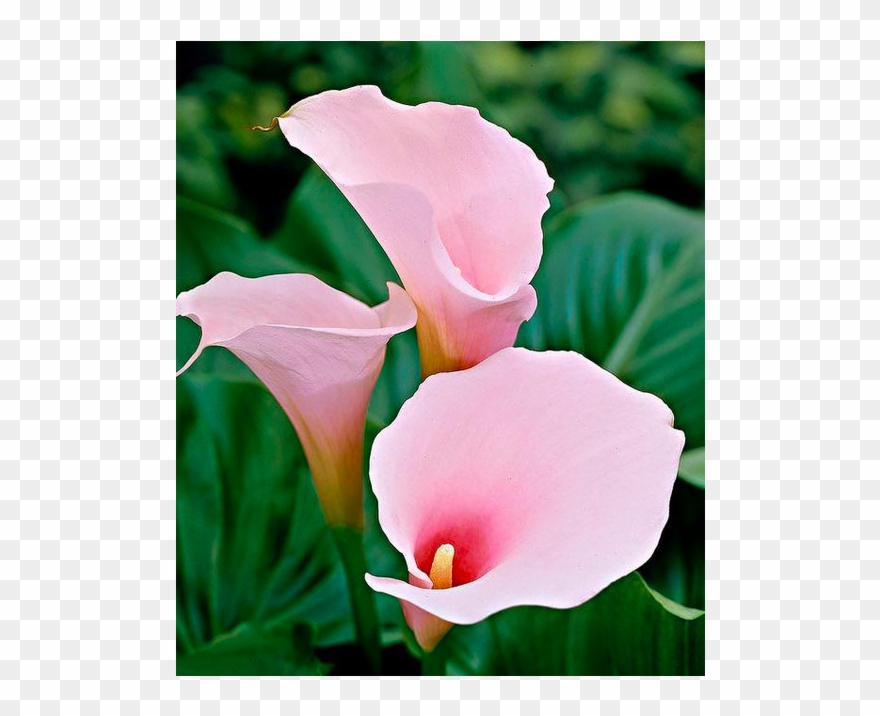 Calla Lily Flower Plant Seeds 200 Pcs Clipart