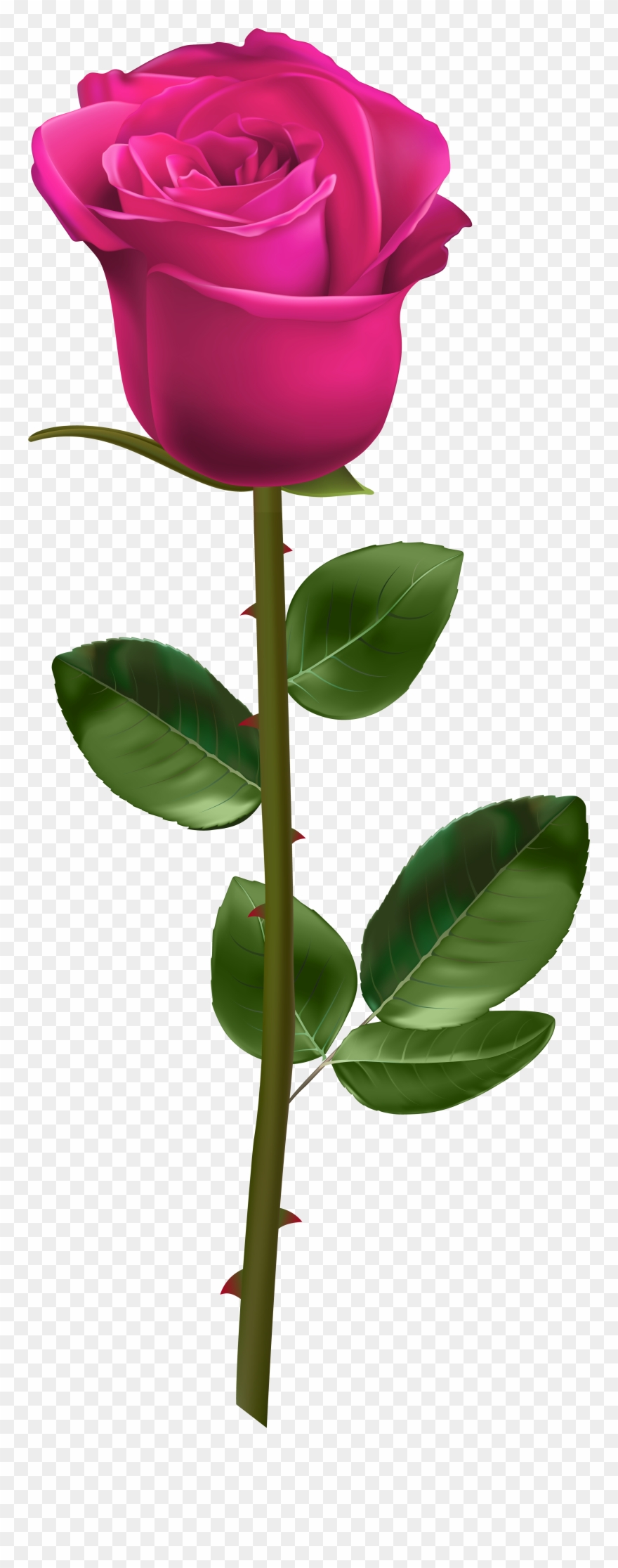 White Rose With Stem Clipart