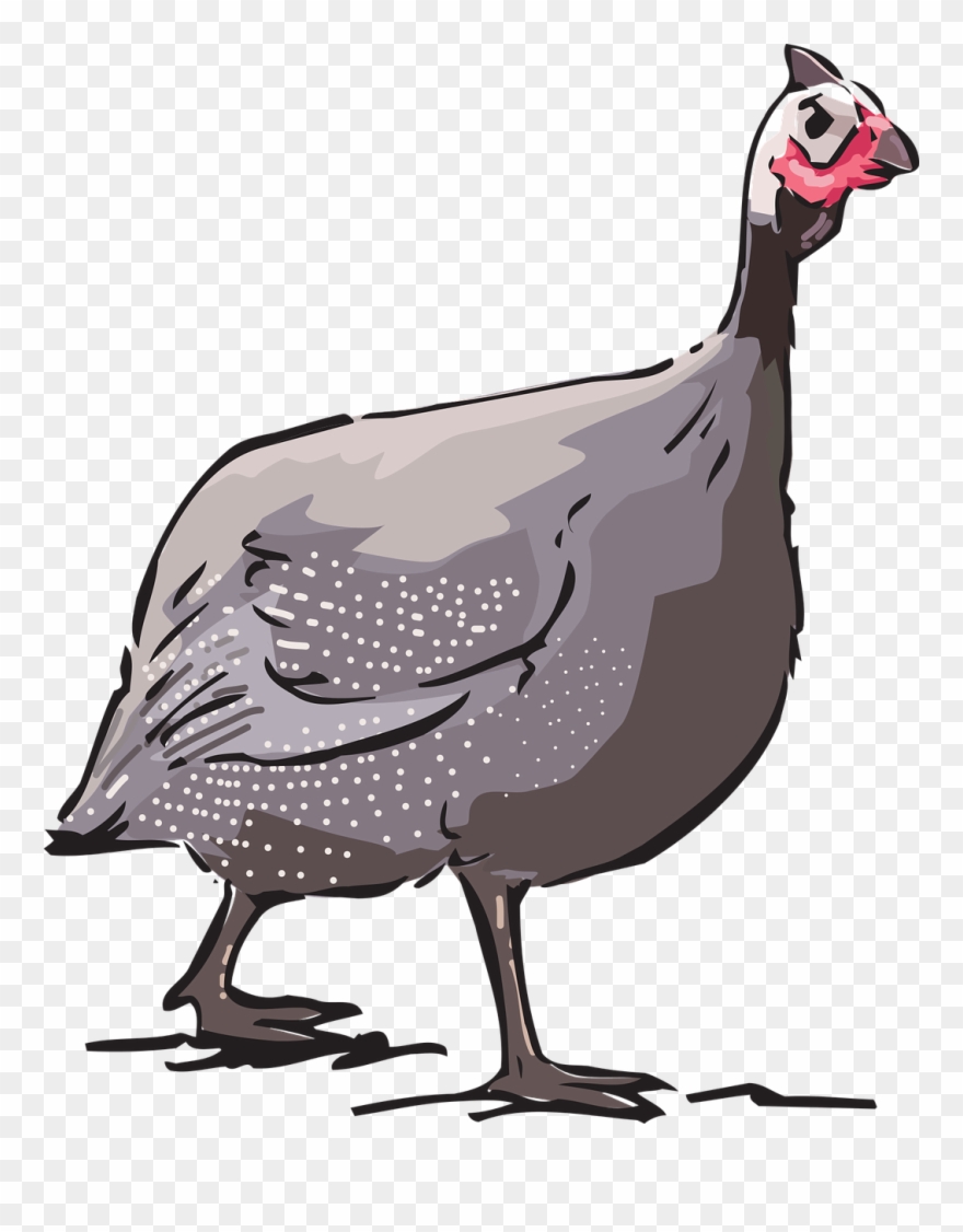 Guinea Fowl Source - Gallina De Guinea Dibujo Clipart