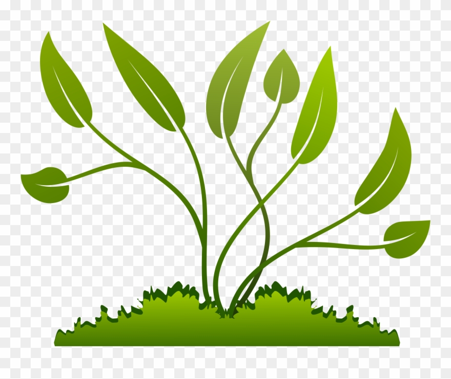 Plant Growth Experiment Clipart
