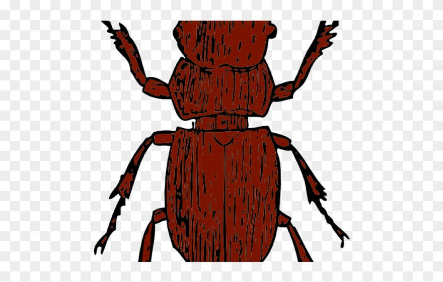 Beetle Clipart Stag Beetle - Beetles Clipart - Png Download