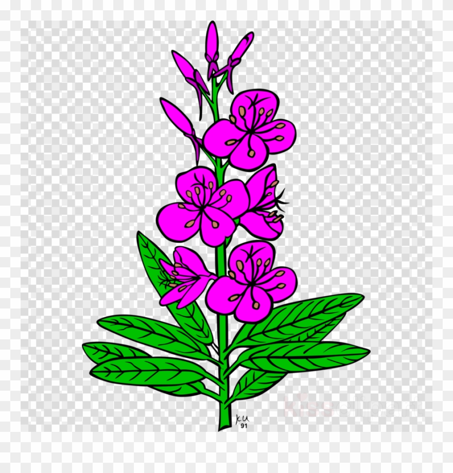 Fireweed Clipart Chamaenerion Angustifolium Clip Art - Fireweed Clipart - Png Download