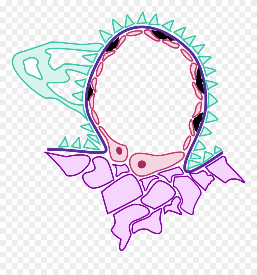 Clip Black And White Library File Sle Nephritis Pathology - Png Download