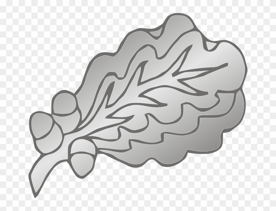 282 × 240 Pixels - Silver Oak Leaf Cluster Clipart