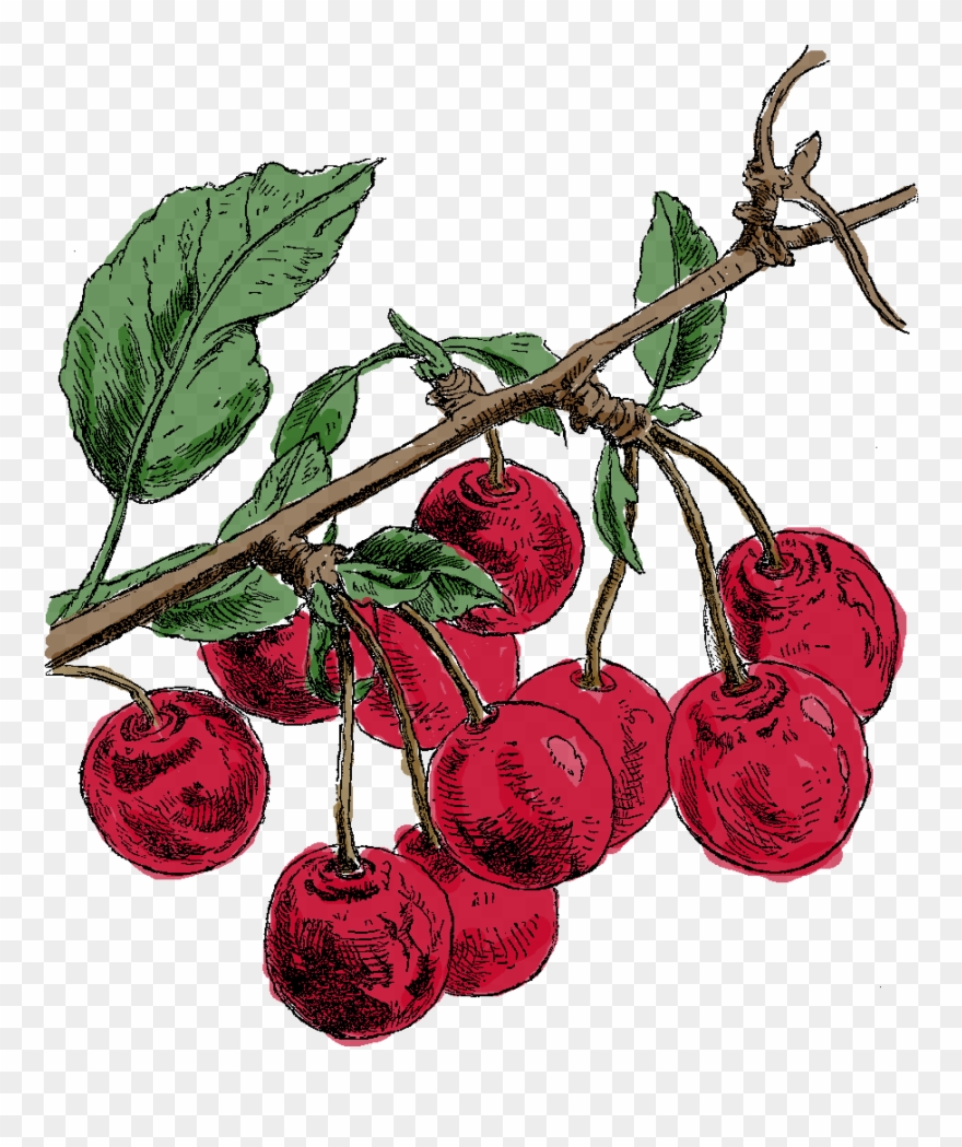 Digital Cherry Clip Art - Fruit - Png Download