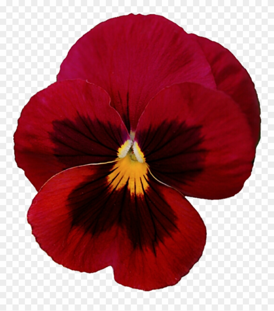 Viola X Wittrockiana Clipart