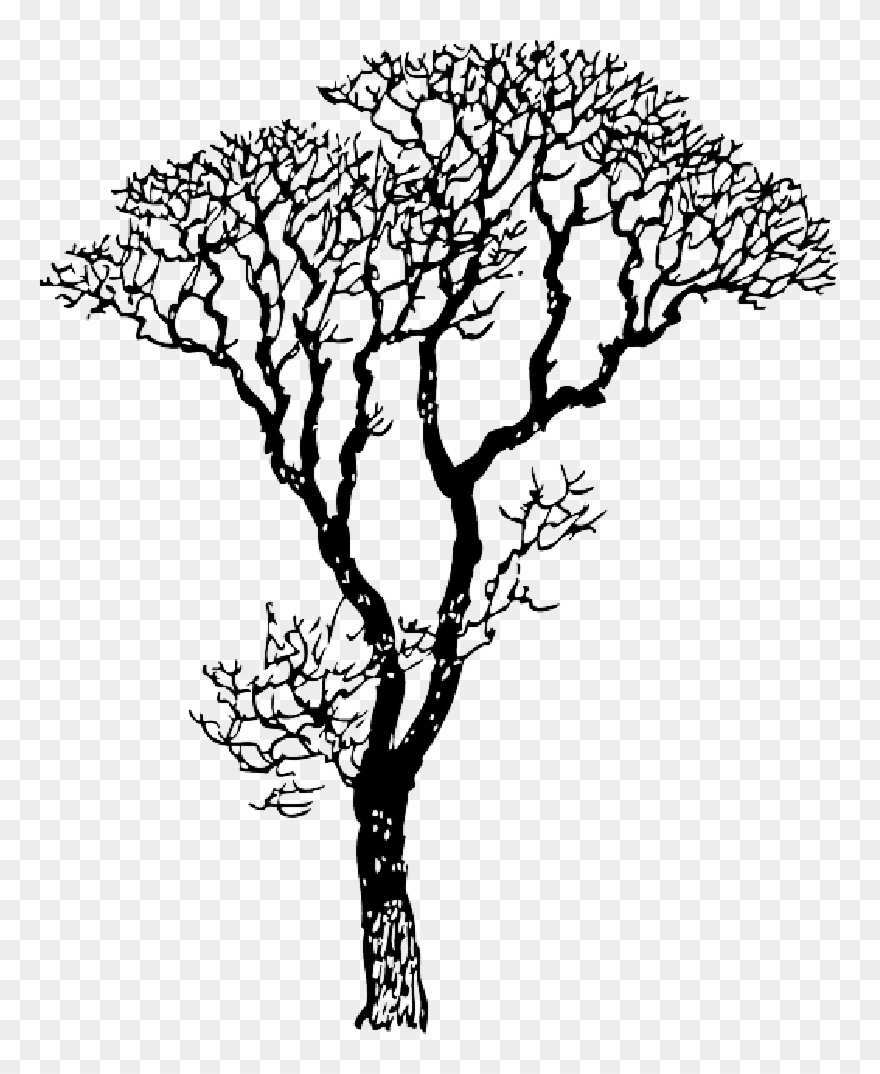 Gum Tree Silhouette Vector Clipart