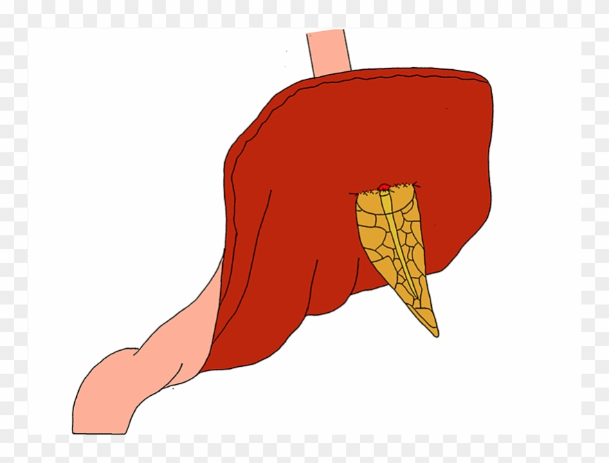 Are Now Circumferentially Placed Between The Main Pancreatic - Mucous Membrane Clipart