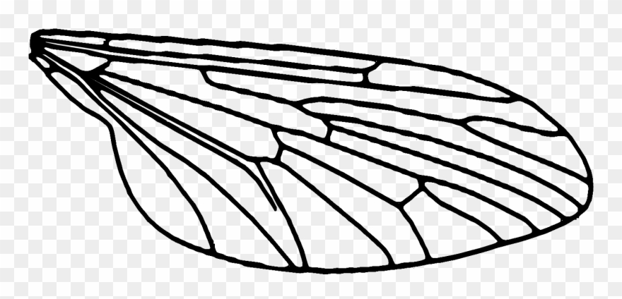 As - Fly Wings Clip Art - Png Download