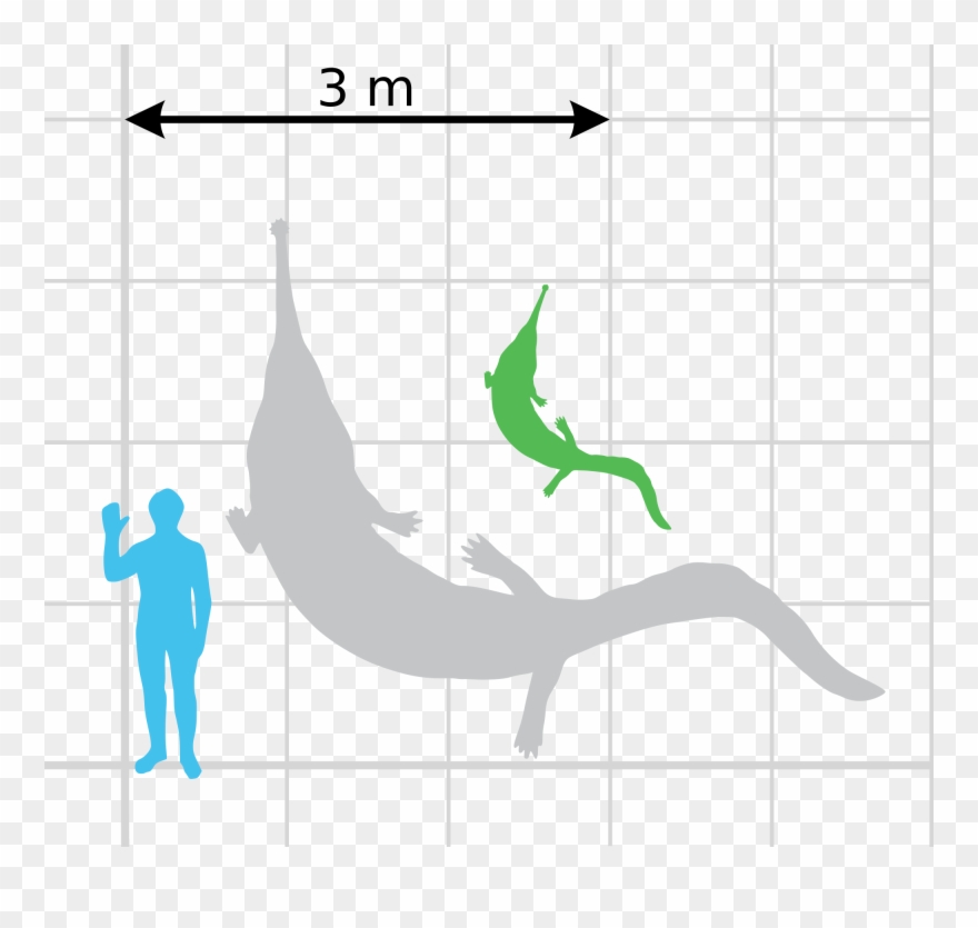 File Prionosuchus Scale Wikimedia Commons Open - Size Clipart