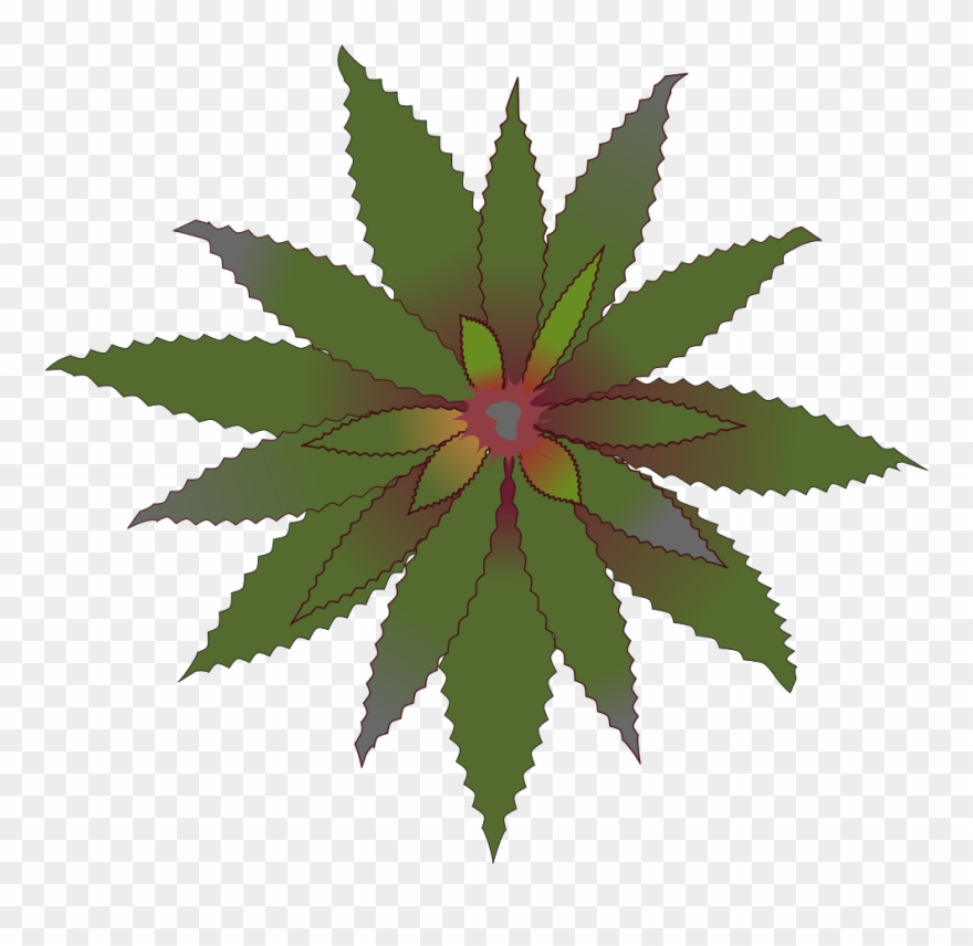 Clipart Free Bromelia-04 - Rangoli Drawing - Png Download