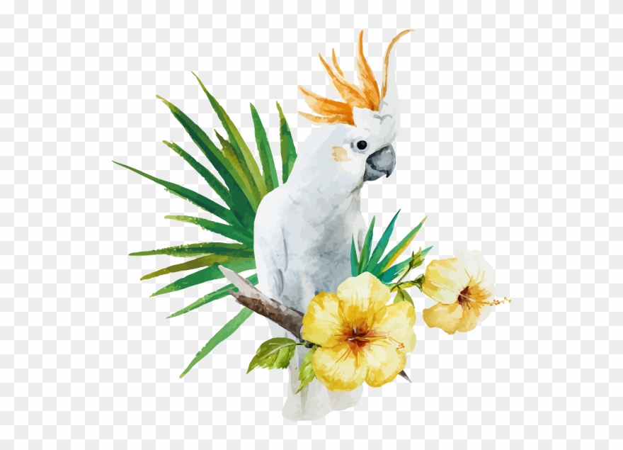 White Parrot - White Australian Parrot Vector Clipart