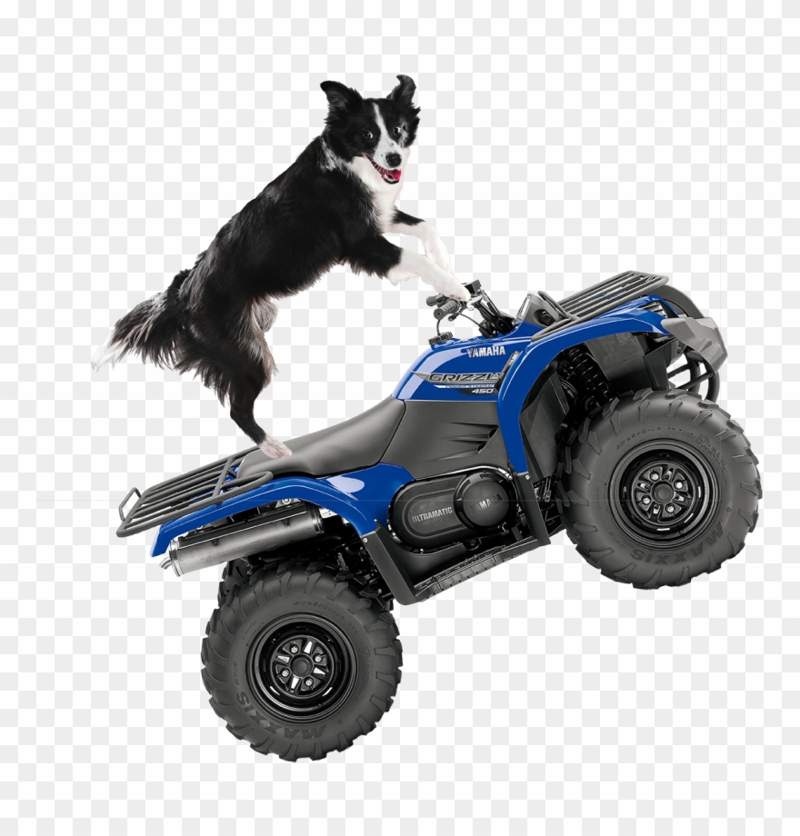Fun For All The Family - Dog On A Quad Clipart