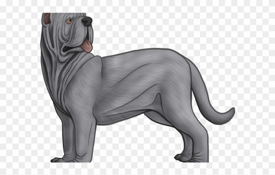 Drawn Pitbull Mastiff - Neapolitan Mastiff Drawing Clipart