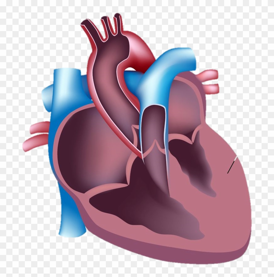 During Intense Physical Exercise The Hypertrophic Heart - Vertical Section Of The Human Heart Clipart