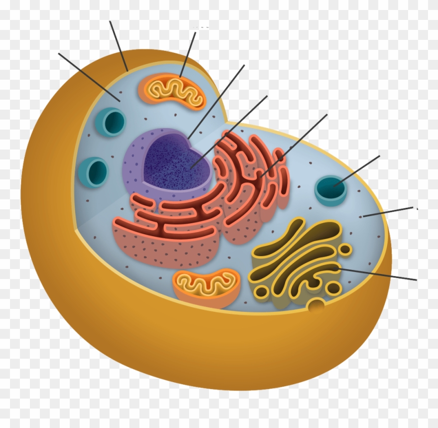 Exercises - Endoplasmic Reticulum In Animal Cell Png Clipart