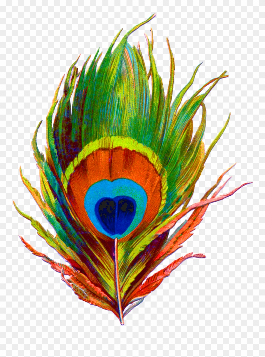 Peacock Feather Png Designs Clipart