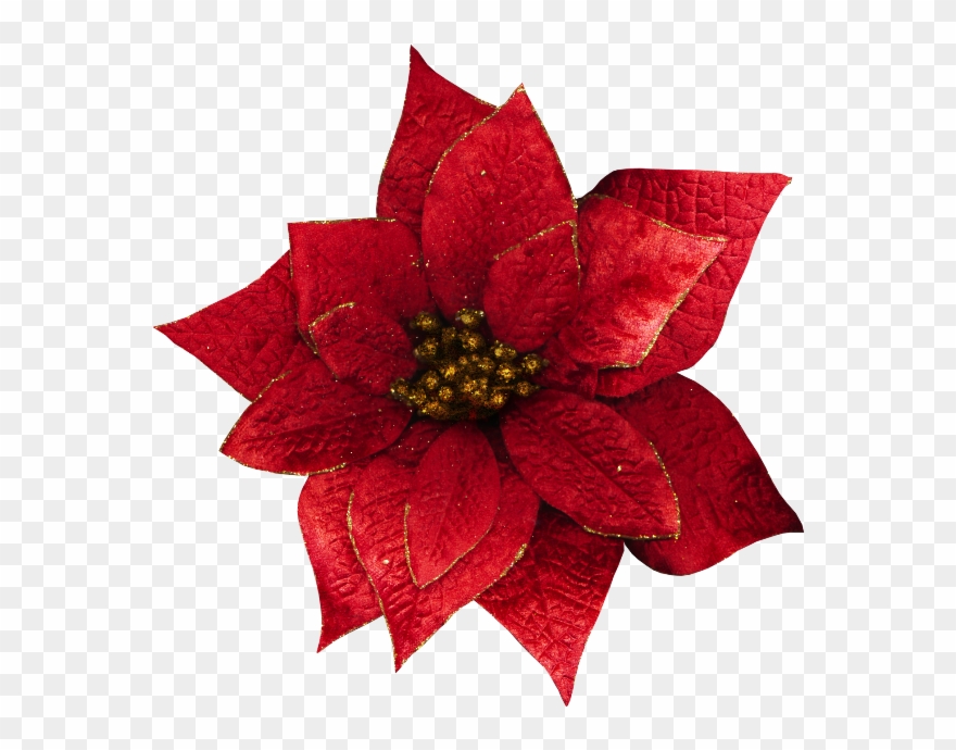 Clip Art - Transparent Christmas Flowers - Png Download