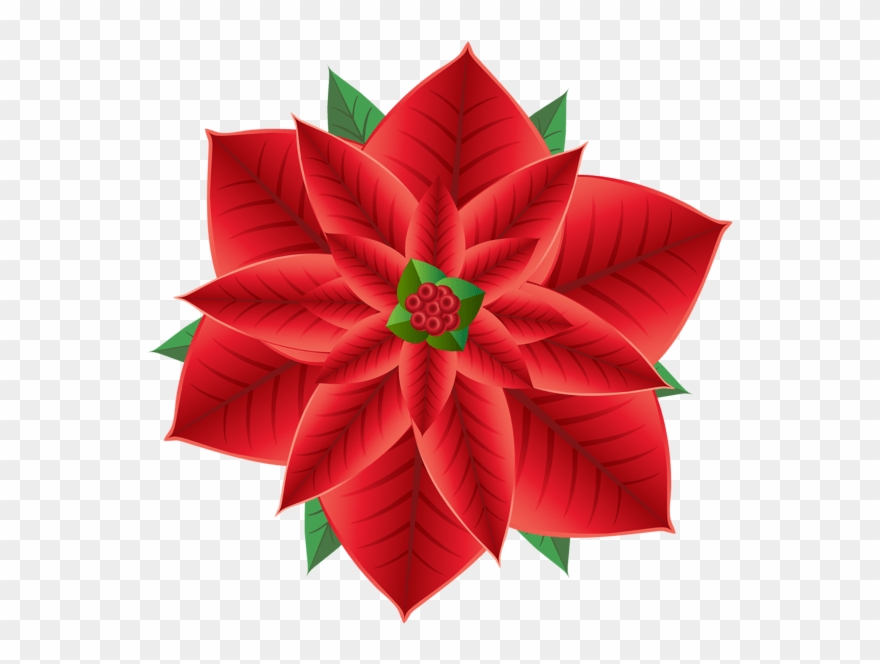 Poinsettia Clipart Transparent Png
