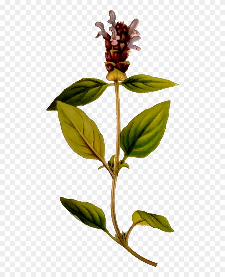 Clip Art Details - Prunella Vulgaris Png Transparent Png