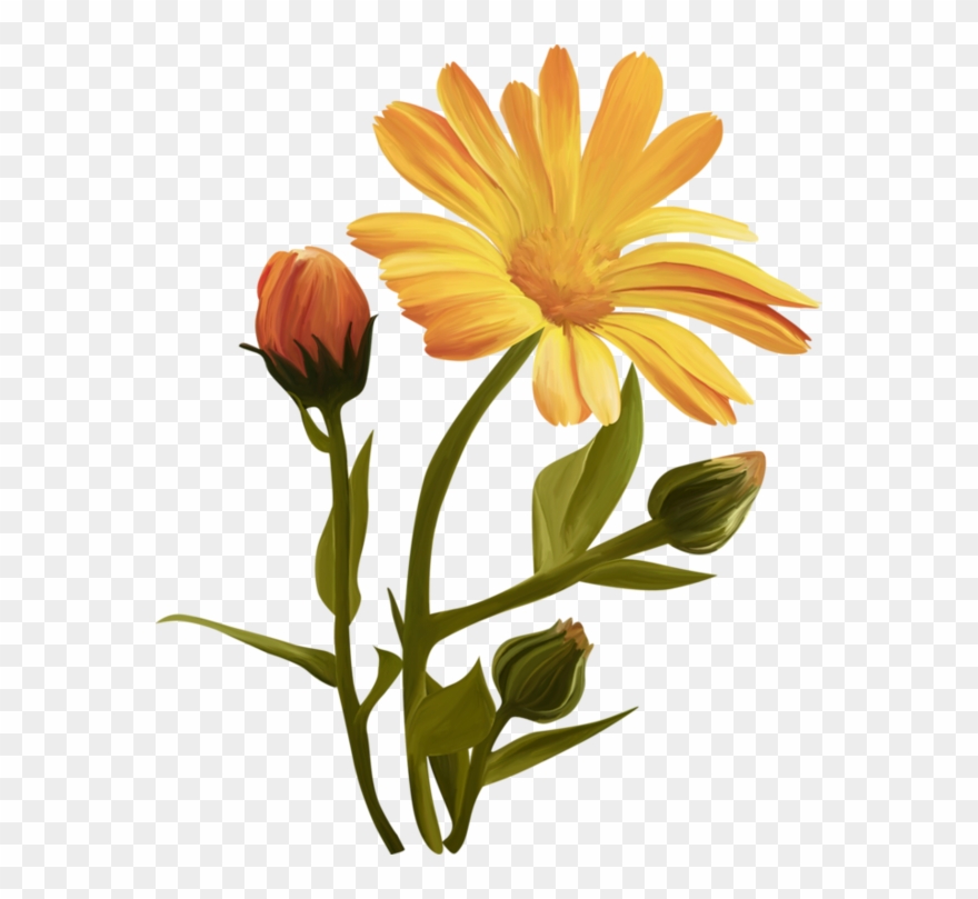 Flower Clipart