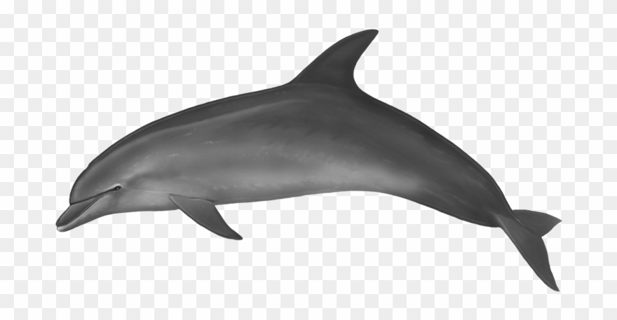 Dolphin Picture Without Water Clipart