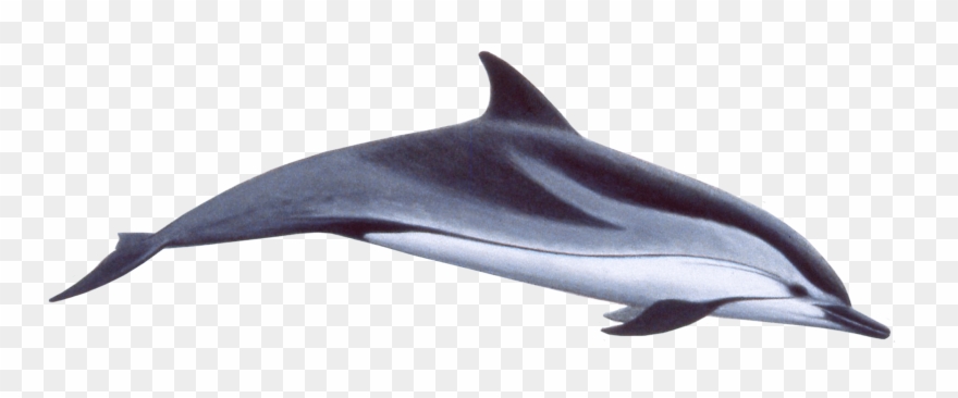 Dolphin Swimming Png Stickpng - Stenella Coeruleoalba Clipart