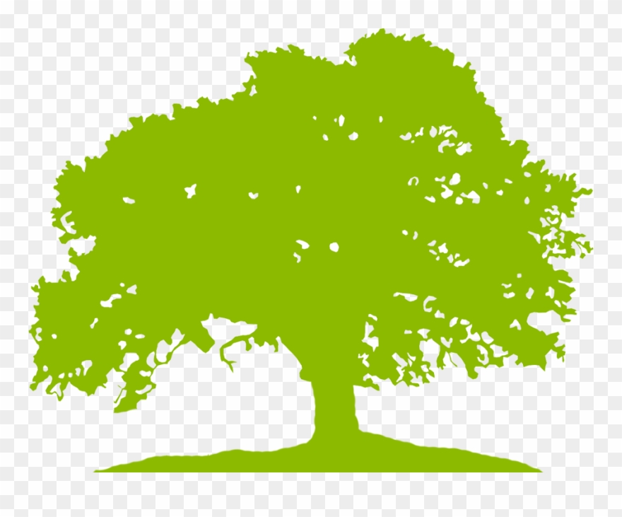 Education In Wayne County 6th Grade - Green Tree Vector Png Clipart