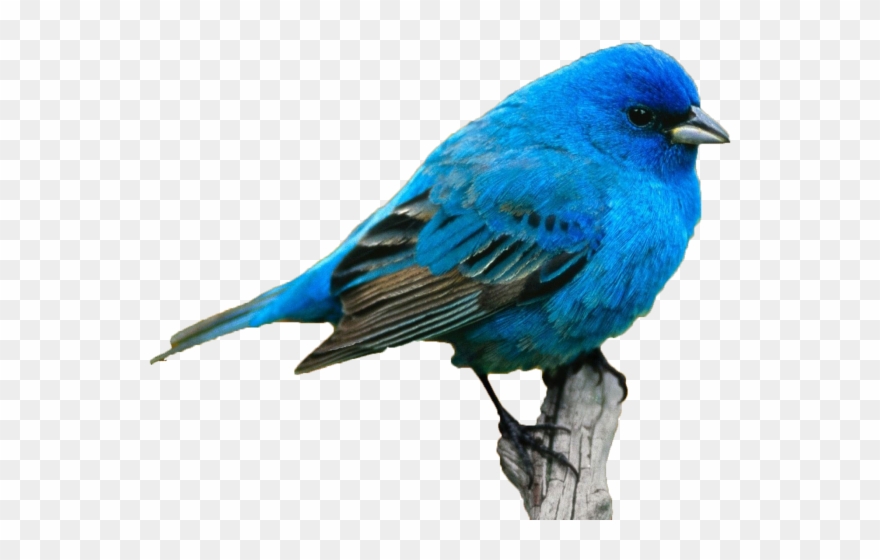 Karimovaaa Ьбббб - Draw A Blue Bird Realistic Clipart
