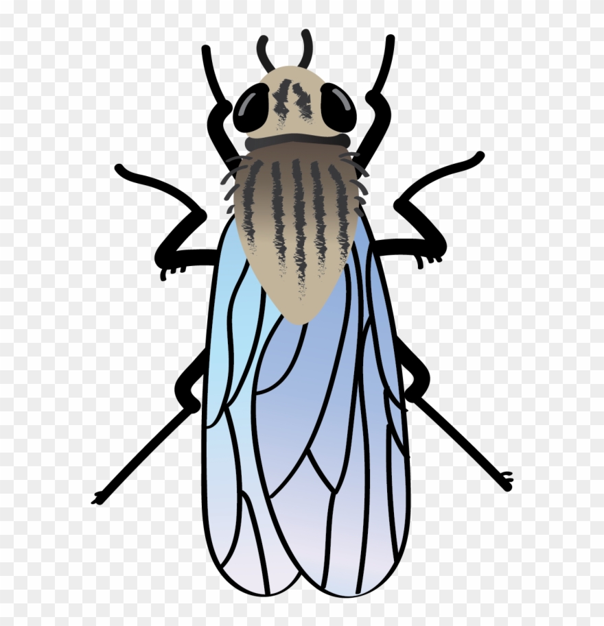 Onion Maggot-01 - Beetle Clipart