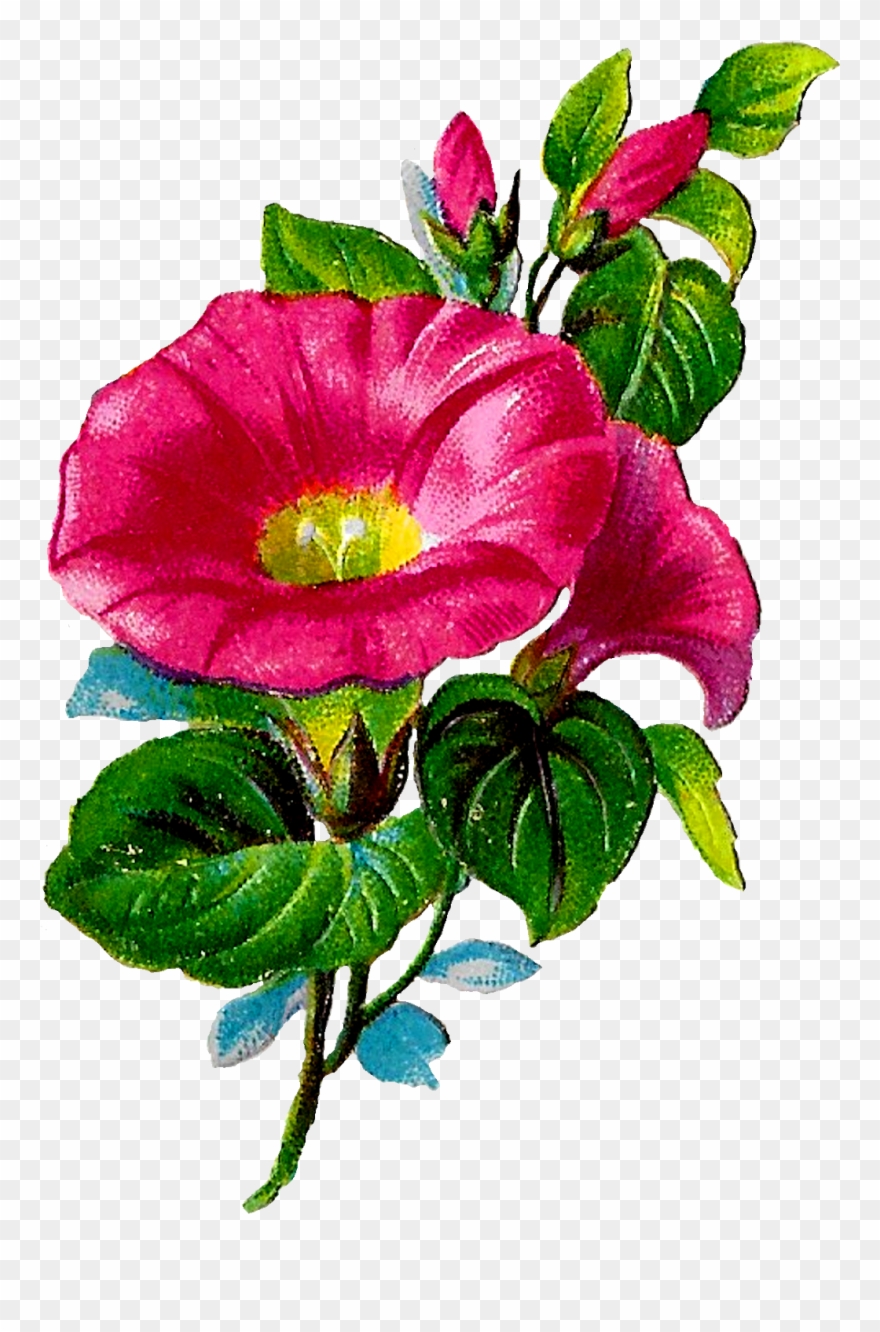 Digital Morning Glory Clipart Download Png - Morning Glory Clipart Transparent Png