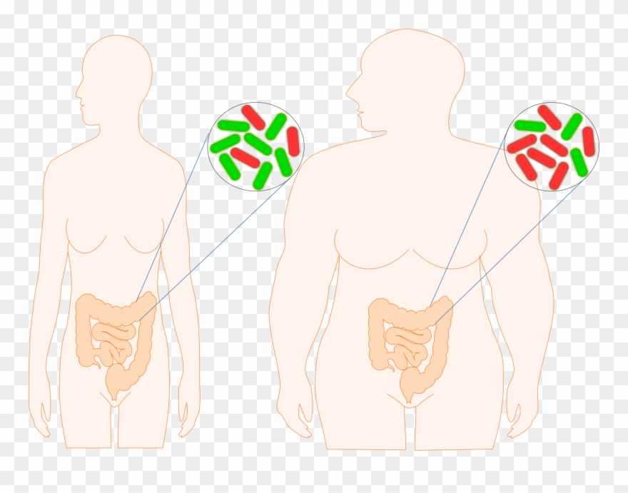Lean People Have A Higher Proportion Of 'fit' Bacteria - Illustration Clipart